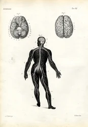 Brain, 1863-79